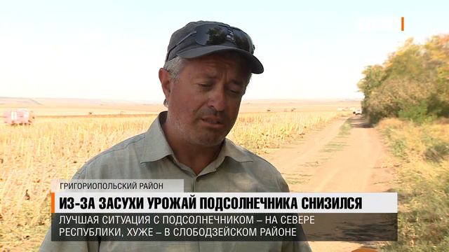 Из-за засухи урожай подсолнечника снизился смотреть онлайн