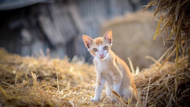 Best Relax MUSIC R'n'B And Soul