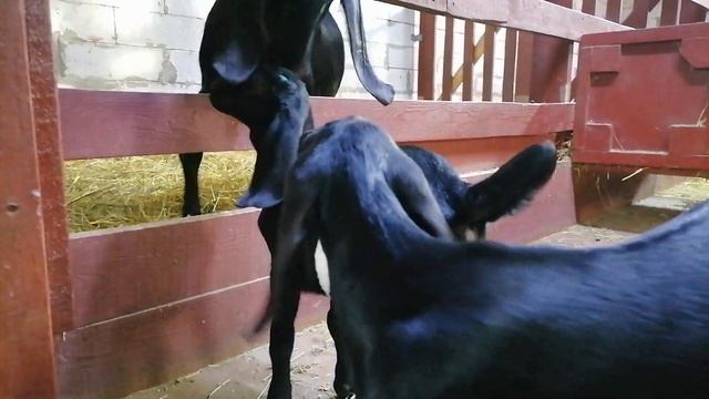 Козочки, ферма "Добрюша" смотреть онлайн