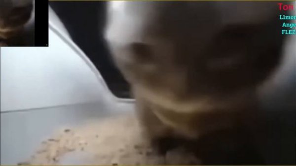 Стрим играем с друзьями Muck - Unturned - lasers