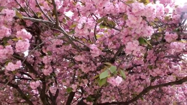 Край магнолий смотреть онлайн