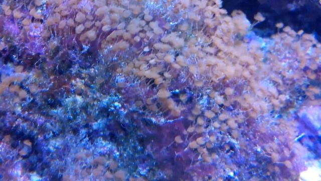 Гидроидные полипы в морском аквариуме! смотреть онлайн