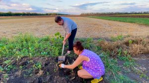 ДОМ в ДЕРЕВНЕ / Ремонт / Мое утро / Собираю урожай!