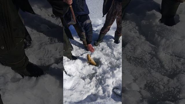 Ловля налима на реке Лена смотреть онлайн