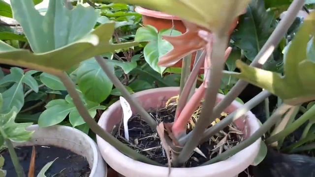 Philodendron Serratum Varieties (Jungle Boogie, Golden Serratum, Ring Of Fire, Caramel Marble)