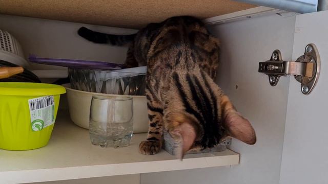 А что у нас в шкафчике? ฅ^•ﻌ•^ฅ смотреть онлайн