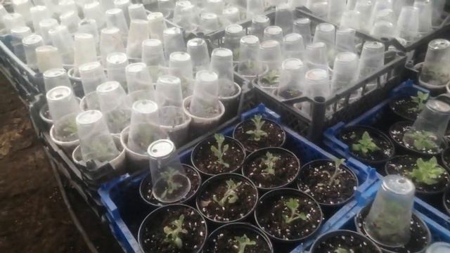 Черенкуем! Какие культуры уже пора поставить на корень. смотреть онлайн