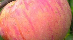 Шаропай - сорт яблони