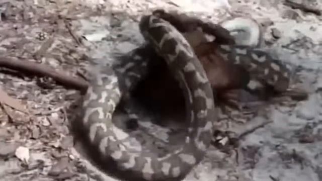 Crocodile Huting Big Bat, Bat vs Python Real Fight Wild Animals 2019 смотреть онлайн
