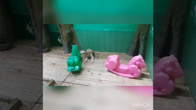 Guangzhou Chimelong Safari Park смотреть онлайн