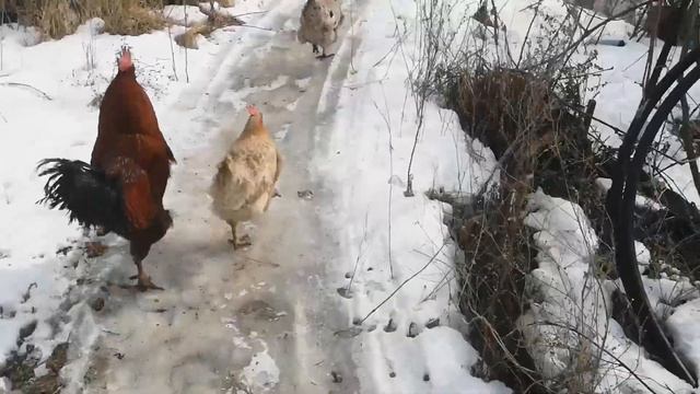 25 февраля утренняя гимнастика в курятнике смотреть онлайн