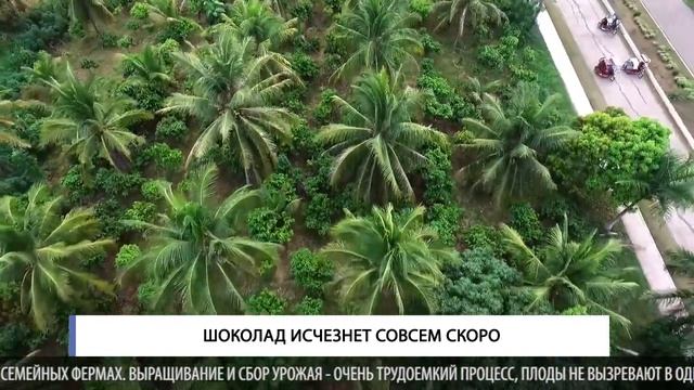Шоколад исчезнет совсем скоро смотреть онлайн