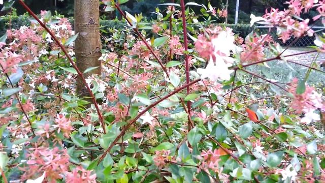 Abelia Grandiflora  -  TUINVRIEND.NL