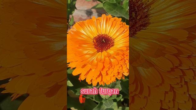 #quranrecitation #shortsyoutube #shortvideo #quran #islamics #qurantranslation #world #dua #allah . смотреть онлайн