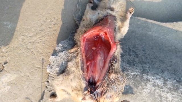 # 2023 #b #science #rat #hearttouching #lungs #cutting #part2 смотреть онлайн
