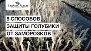 8 способов защитить голубику от заморозков