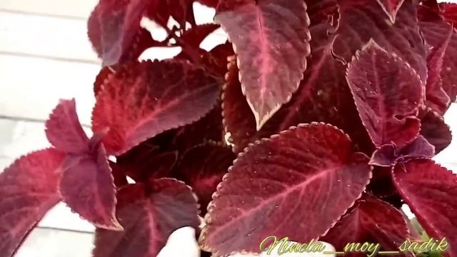 Колеусы ипомеи в августе.