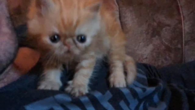 Экзоточка смотреть онлайн