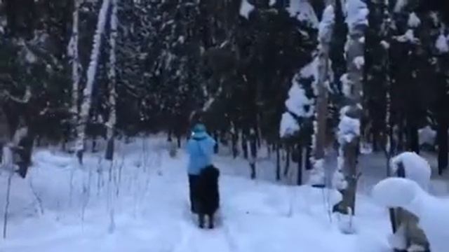 Прогулка банхаров в лесу смотреть онлайн