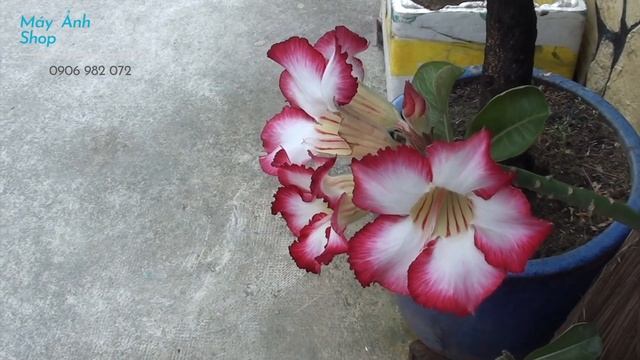 Video Test Sony XR150 | Máy Quay Phim Full HD Giá Rẻ | Máy Ảnh Shop смотреть онлайн