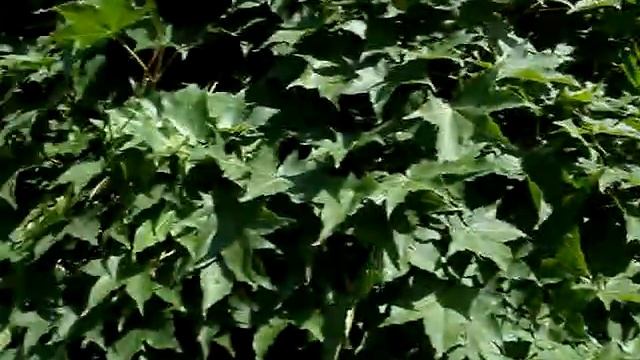 обрезка кленов смотреть онлайн