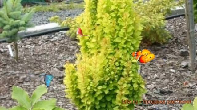 Барбарис тунберга Голден Точ (golden torch) ? обзор: как сажать, саженцы барбариса Голден Точ смотреть онлайн