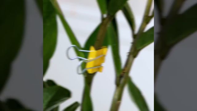 GENIUS GARDEN HACKS FOR YOUR MINI AND HUGE PLANTS смотреть онлайн