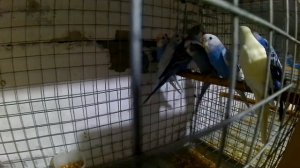 Разведение попугаев в зимний период. Птенцы волнистых попугаев и другие на вылете.