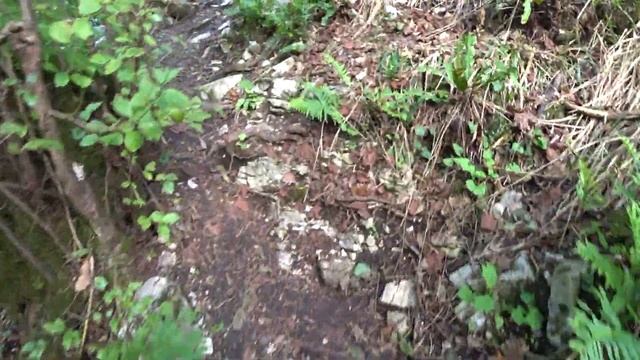 Тисо-Самшитовая роща! Прогулка по большому кругу до каньона Чертовы Ворота! Хоста! смотреть онлайн