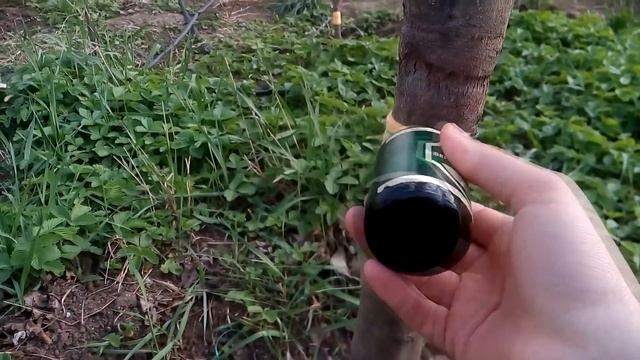 ТЛЯ как ИЗБАВИТЬСЯ от тли НАВСЕГДА / СМОТРИМ ВСЕ / ТАКОГО ВЫ ЕЩЕ НЕ ВИДЕЛИ / APHID смотреть онлайн