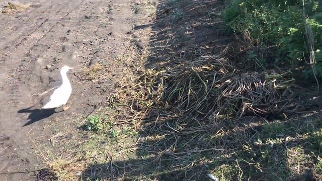 ☀️д.Аникино д.Коля Латыш, жизнь удалась.Семья?Счастливы? Кыштовский р-он??Сибирь?❄️ смотреть онлайн