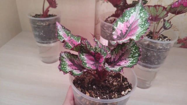 Бегонии. Первые из многих. смотреть онлайн