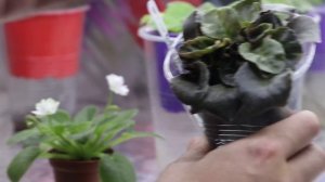 ПОЧЕМУ У ФИАЛКИ СГУЩАЕТСЯ СЕРЕДИНА И МЕЛЬЧАЮТ ЛИСТЬЯ? КАК ПОМОЧЬ? 8 РАСПРОСТРАНЕННЫХ ПРИЧИН