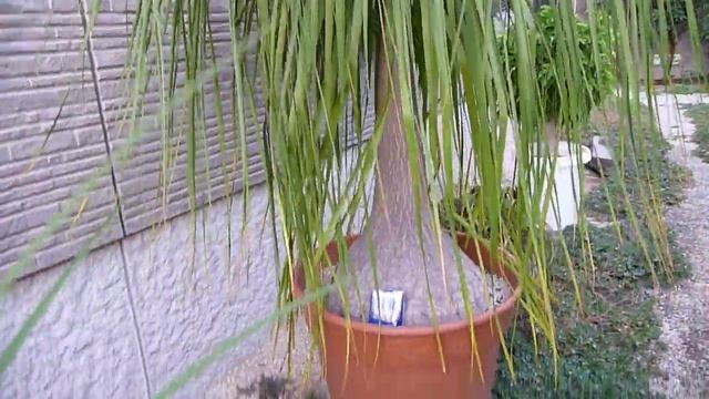 Beaucarnea recurvata 2010(31 years old) смотреть онлайн