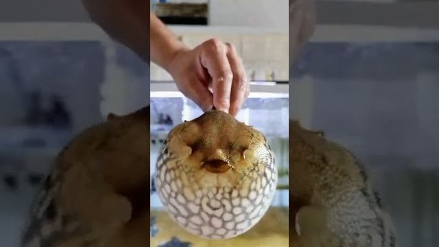 рыба надувается смотреть онлайн