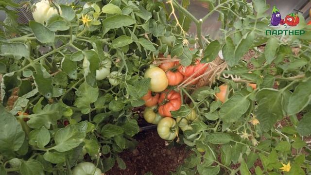 КРУПНОПЛОДНЫЙ РОЗОВЫЙ ТОМАТ С НАСТОЯЩИМ ВКУСОМ смотреть онлайн