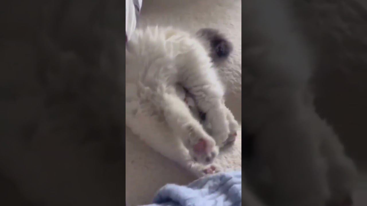 Утро понедельника ))) #приколы #юмор смотреть онлайн