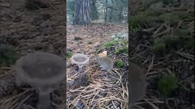 полевка? смотреть онлайн