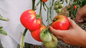 Орлиный клюв - томат-гигант.