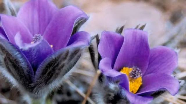 ВЕСНА ИДЕТ смотреть онлайн