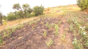 Полив и монтаж ленты туман от центрального водоснабжения