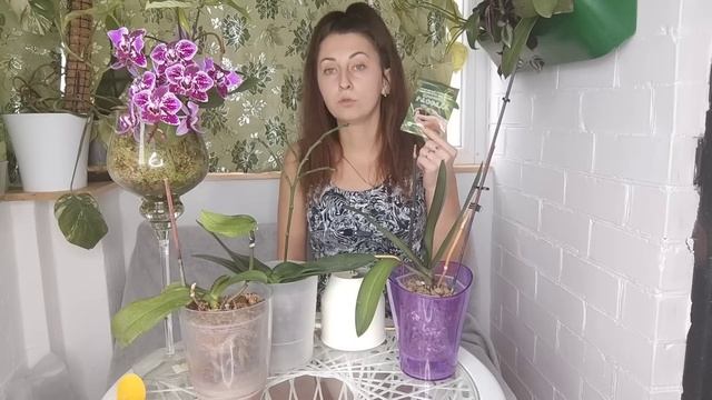 ВСЕГО 1 Ампула и КОРНИ ПОРВУТ ШЕЮ орхидеи  и ПОПРУТ в ГОРШОК