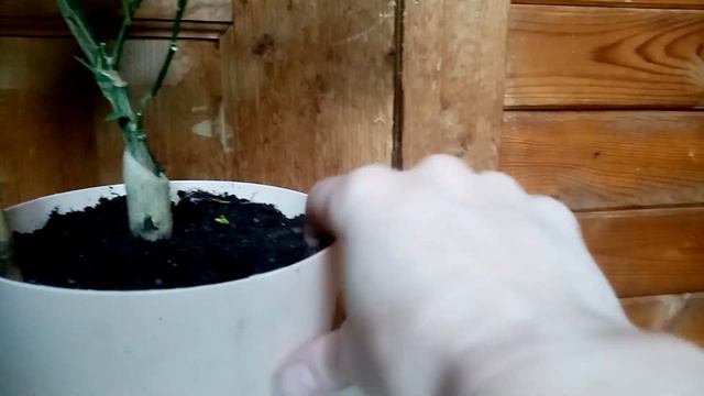 Мошки в горшках на растениях,как избавиться Эффективные народные и покупные средста смотреть онлайн