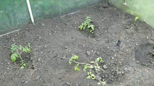 Помидоры в яичных ячейках. Делюсь новыми идеями посадки. смотреть онлайн