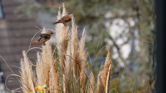 Притча про воробья смотреть онлайн