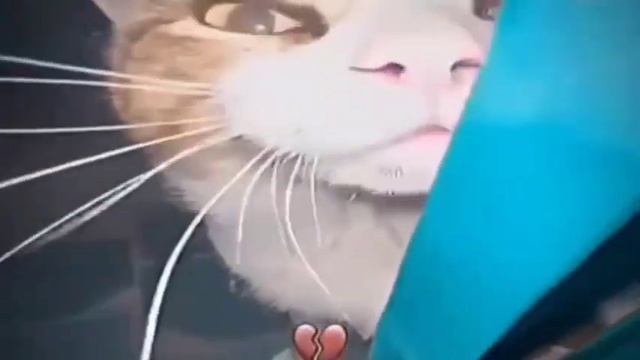 кот трясёт своими...но это 1 час смотреть онлайн