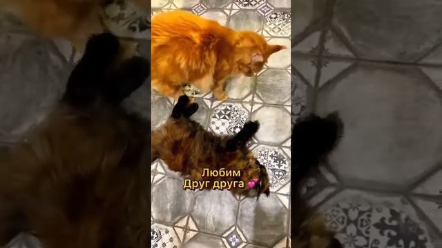 Жорик и Жади живут дружно #мейнкун #кот смотреть онлайн