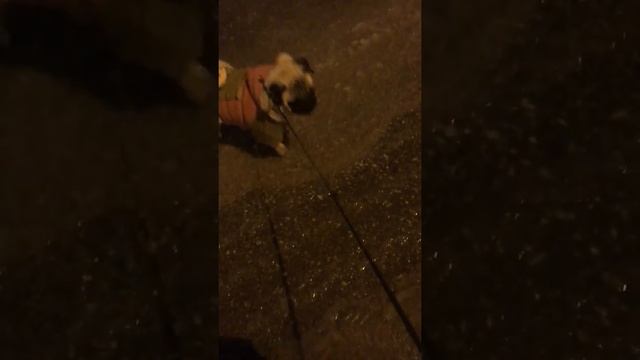 МОЙ МАЛЕНЬКИЙ МОПС смотреть онлайн