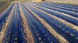 Кампозитная арматура делаем дуги для клубники часть 1