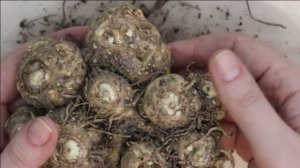 Калла клубневая дома и в саду. Уход, посадка, проращивание.